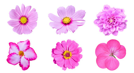 Various pink flowers isolated on white background with clipping path.