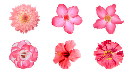 Various red flower isolated on white background with clipping path. Set of Dahlia, Adenium, Rose, Zinnia Flowers