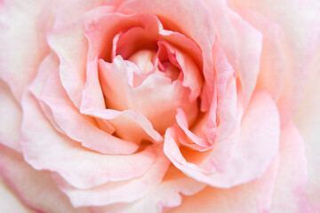 Fototapeta na wymiar Close-up blurred of Delicate pink rose. Unfocused blur rose petals, can use as wedding background.