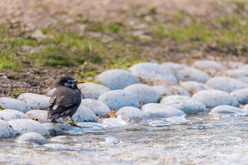 Birds on the riverside