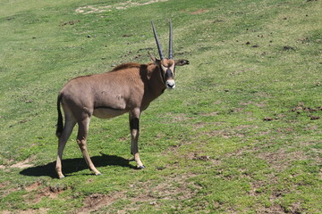 antelope in the wild