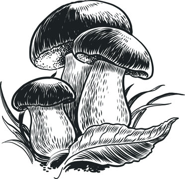 Edible mushrooms and tree leaf. Black and white vector illustration