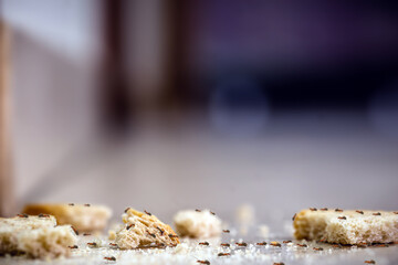 line of ants inside the house, on bread crumbs lying on the floor. Bran debris, dirt, insect pest...