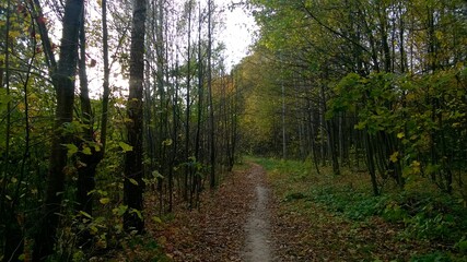Russian nature. Forest. Birch Grove.