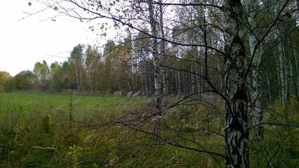 Russian nature. Forest. Birch Grove.
