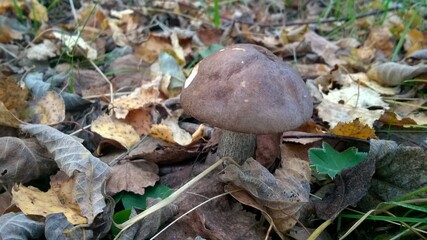 Russian nature. Forest.