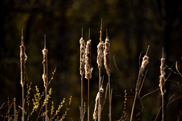 reeds