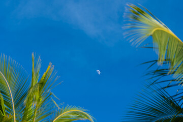 Fototapeta na wymiar Look up at the coconut trees and the moon