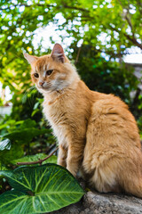 Orange cat in the garden