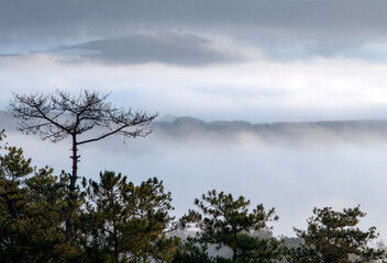 trees in fog