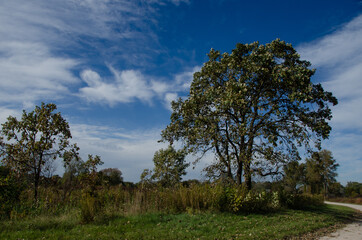 Trees
