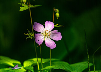 pink and yellow flower