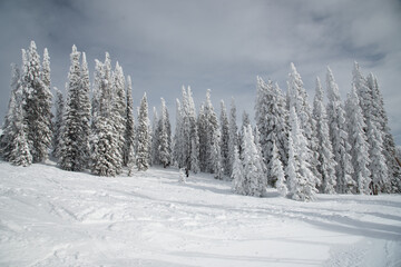 Snowbound trees