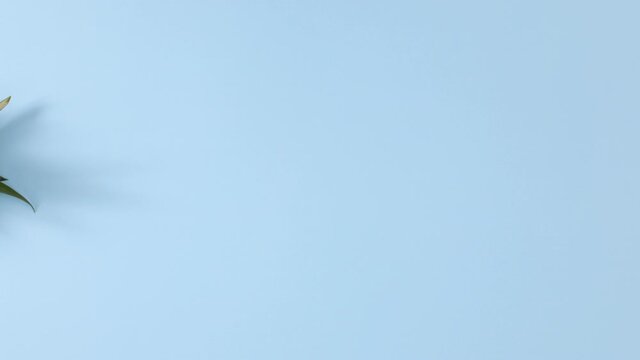 Pineapple appear on left ide of pastel blue theme. Stop motion 