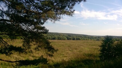 Fototapeta na wymiar Russian nature. Forest. Russian field.