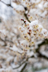 white plum blossom with snow