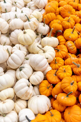 Vertical small white pumpkins around small orange pumpkins
