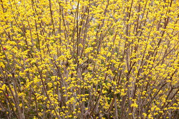 Fototapeta premium サンシュユ