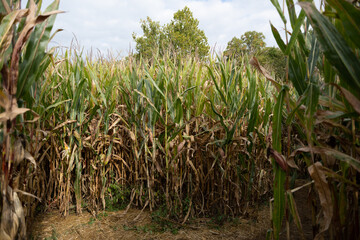 Corn maze in haunted field