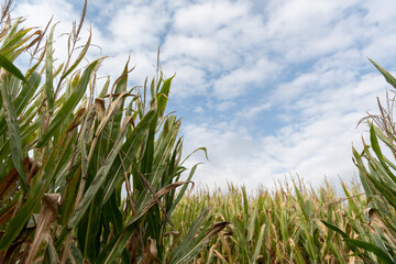 View of the sky from Corn maze in haunted field