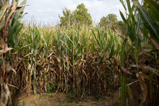 Corn Maze In Haunted Field