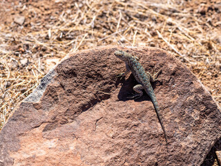 Western Fence lizard or Blue belly lizard, Sceloporus occidentalis, on a rocking the Nevada desert.