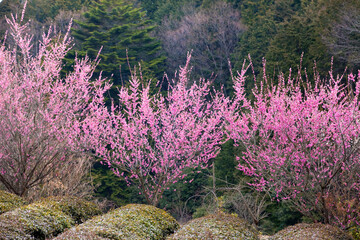 茶畑と紅梅の梅の木