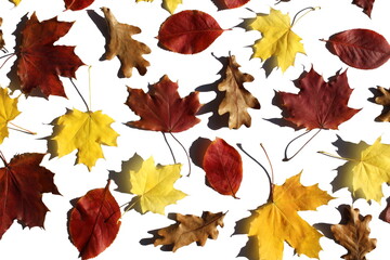 Texture of various autumn leaves on white background