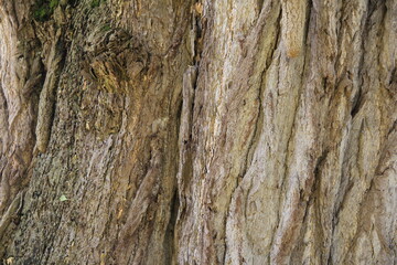 大きなイチョウの樹皮