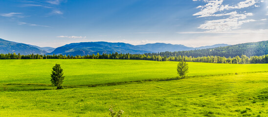 Green canola fields on a sunny afternoon in Canada
