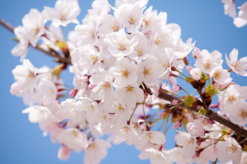桜と青空