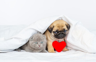 A small pug puppy lies at home under a white blanket next to a small kitten with a plush heart beside
