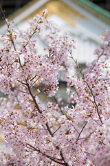 満開の桜と大阪城