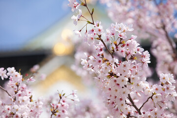 満開の桜と大阪城