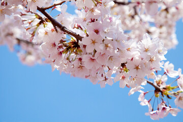 桜と青空