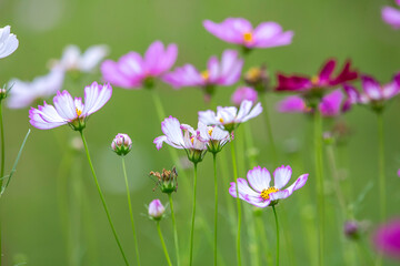  colorful cosmos flowers in the garden.