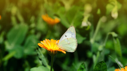 Butterfly on an orange flower, drinking nectar.