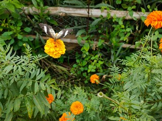 butterfly on a flower