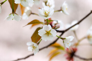 吉野山のヤマザクラ