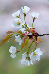 吉野山のヤマザクラ