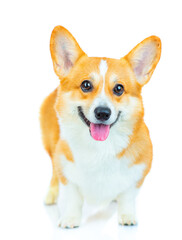 A ginger dog of the Corgi breed stands and looks at the camera. Isolated on white background