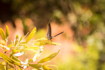 Butterfly on Leaf