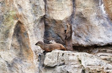 Brown Otter sitting on Rocks
