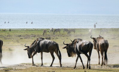 wildebeest in the water