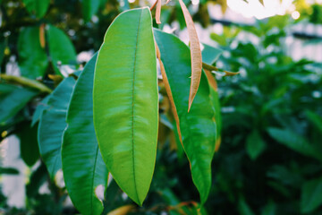 Obraz premium photo of old and young green leaves in the garden