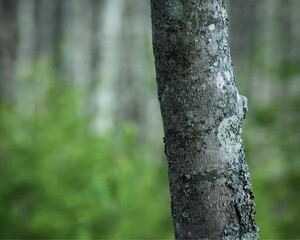 tree bark texture