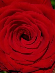 red rose close up background