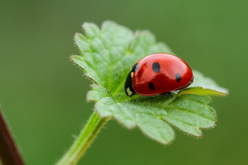 Ladybug and flower on a green background