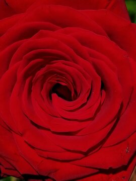 red rose close up background