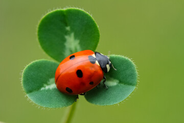 Ladybug and flower on a green background